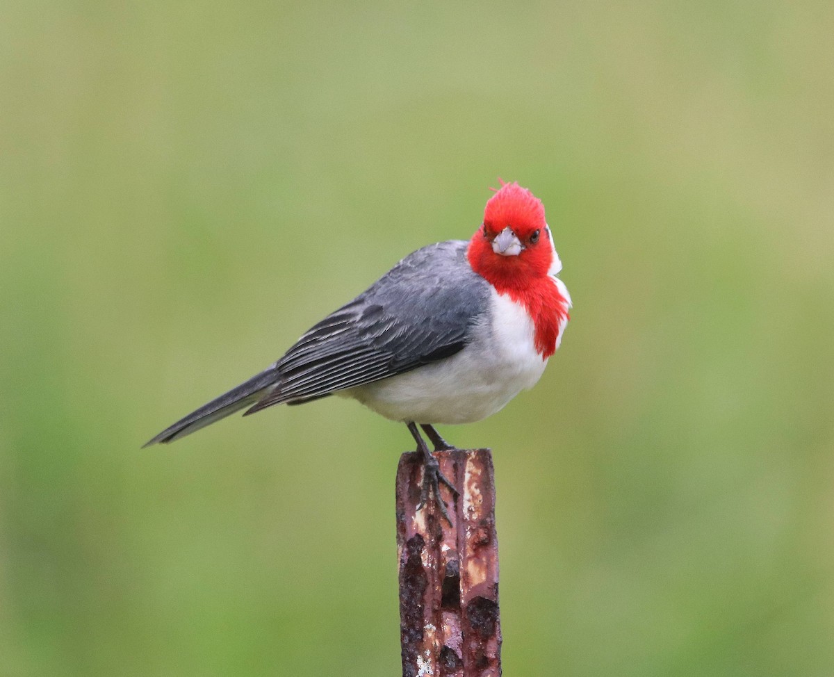 Red-crested Cardinal - ML635573383