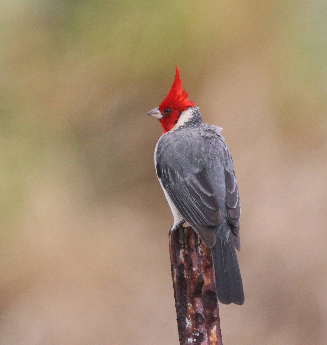 Red-crested Cardinal - ML635573384
