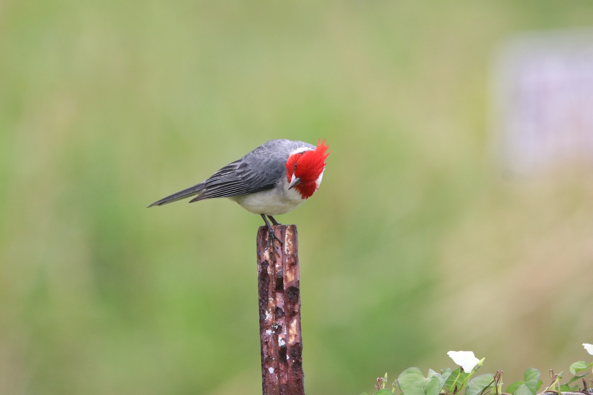 Red-crested Cardinal - ML635573389