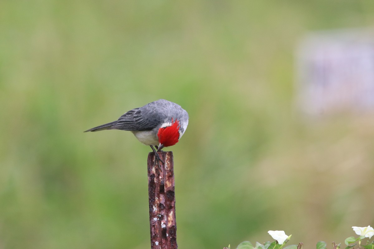 Red-crested Cardinal - ML635573390