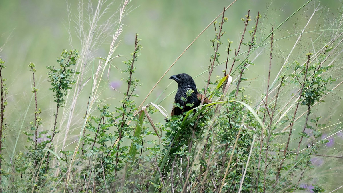 Black Coucal - ML635573430