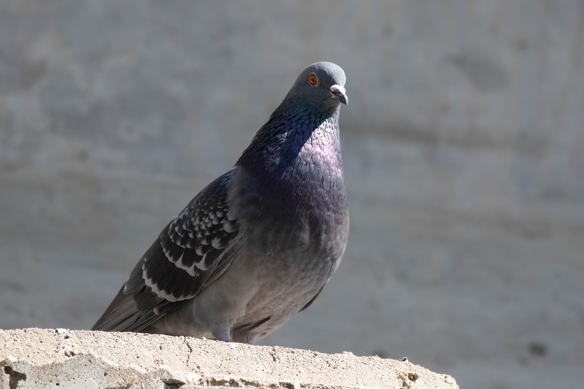 Rock Pigeon (Feral Pigeon) - ML635573445