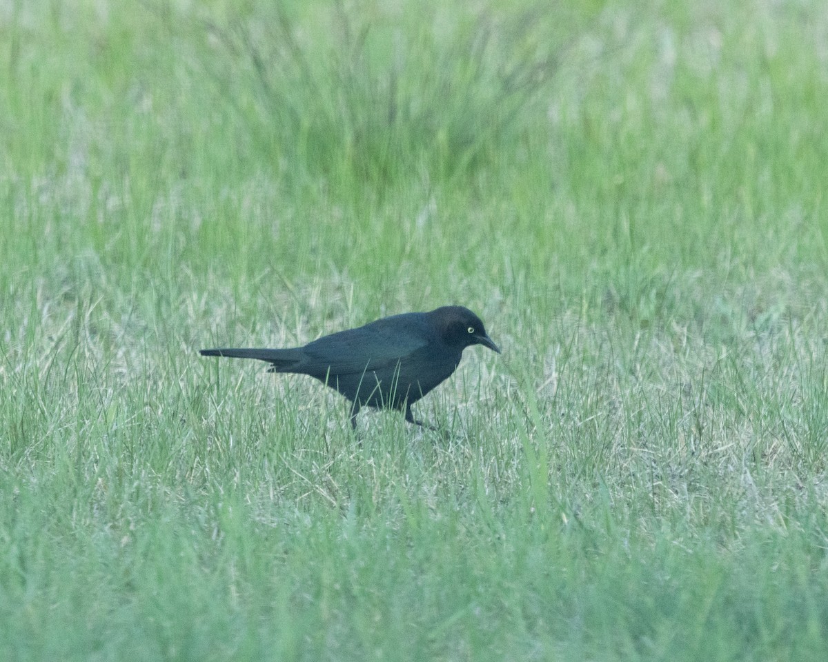Brewer's Blackbird - ML635573504
