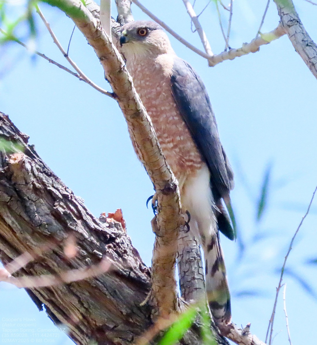 Cooper's Hawk - ML635573514
