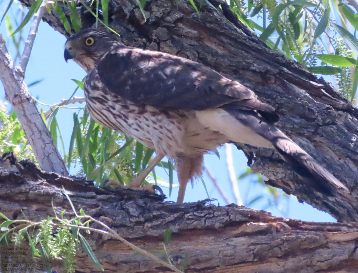 Cooper's Hawk - ML635573515