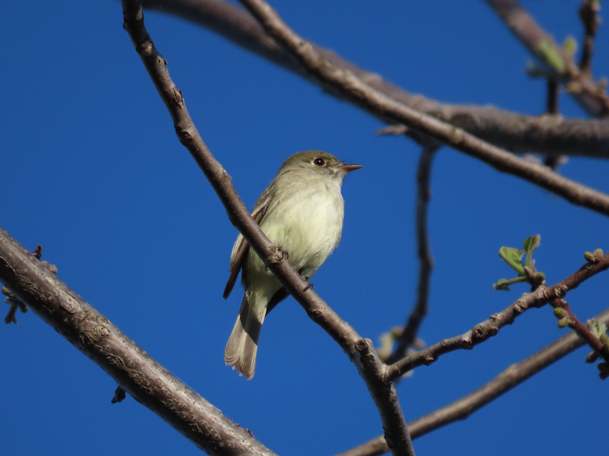 Least Flycatcher - ML635573607
