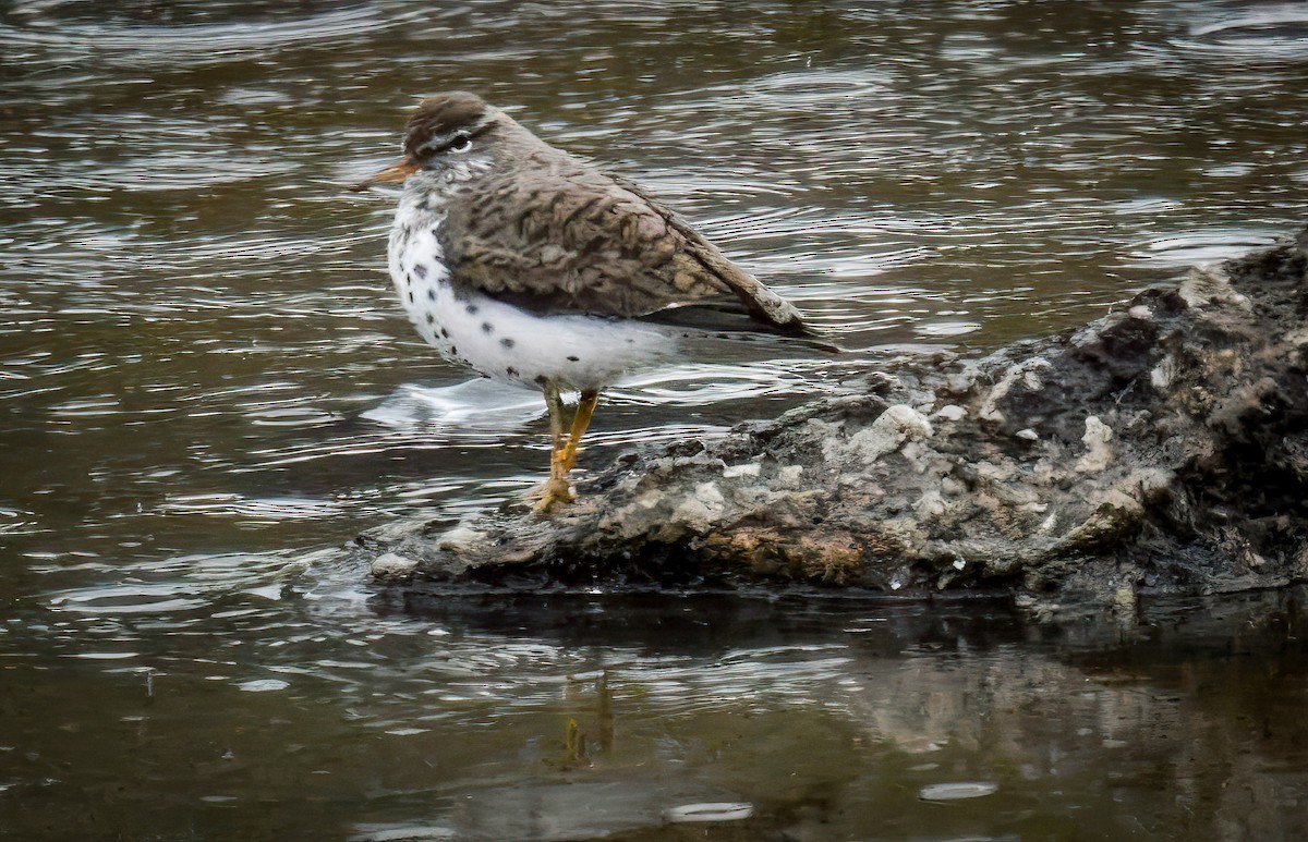 Spotted Sandpiper - ML635573799
