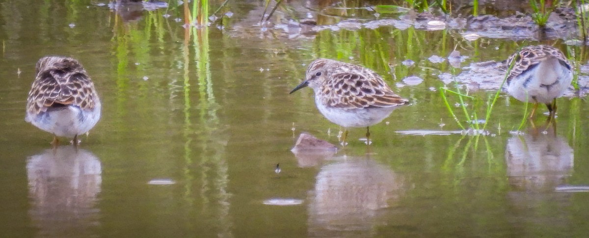 Least Sandpiper - ML635573823