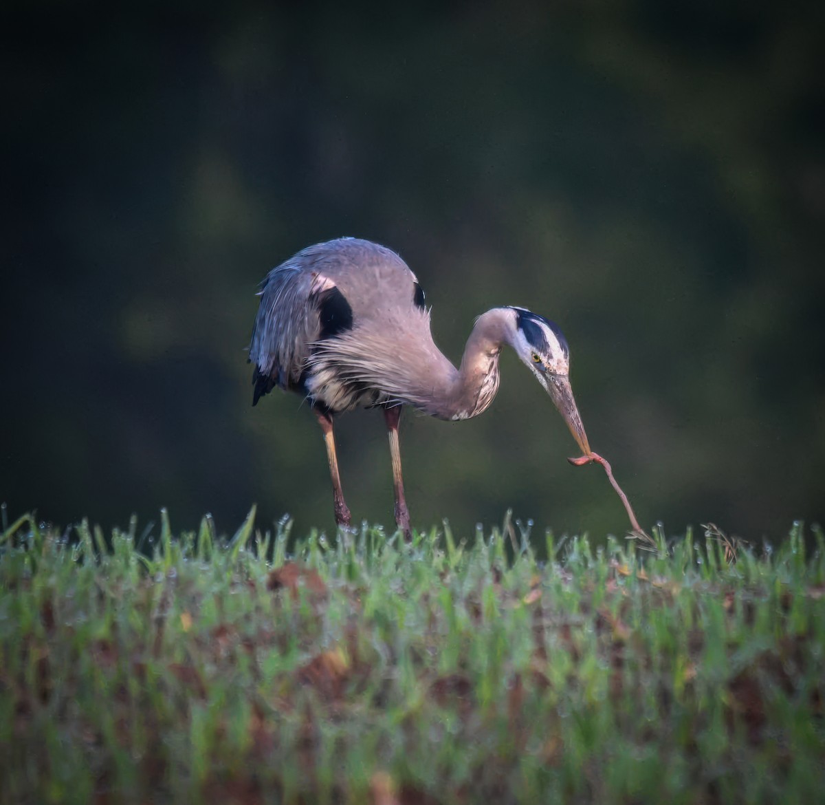 Great Blue Heron - ML635573874