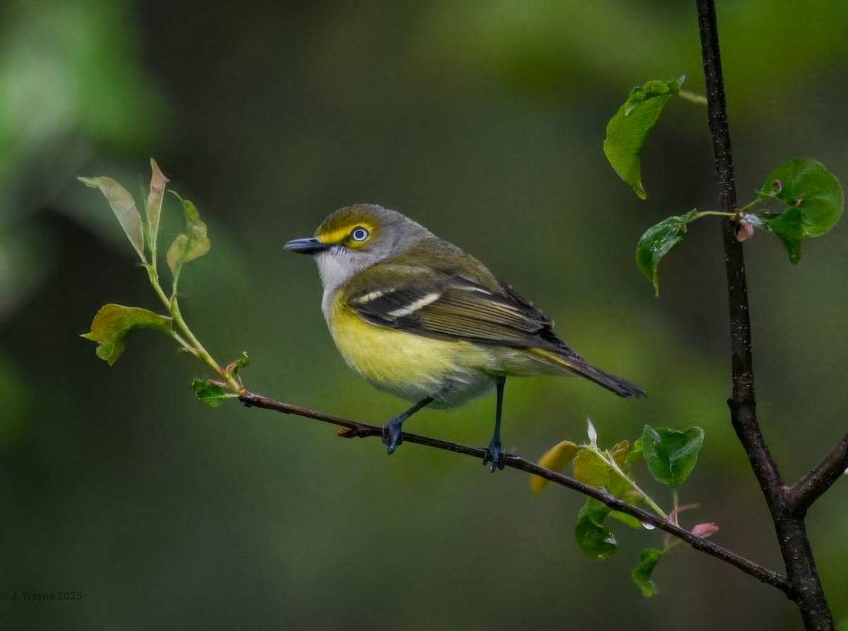 White-eyed Vireo - ML635573898