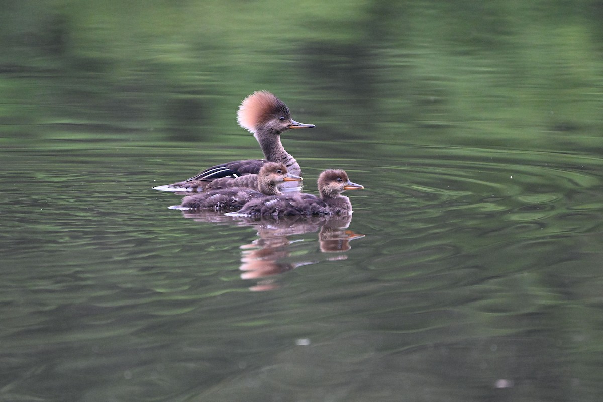 Hooded Merganser - ML635573914