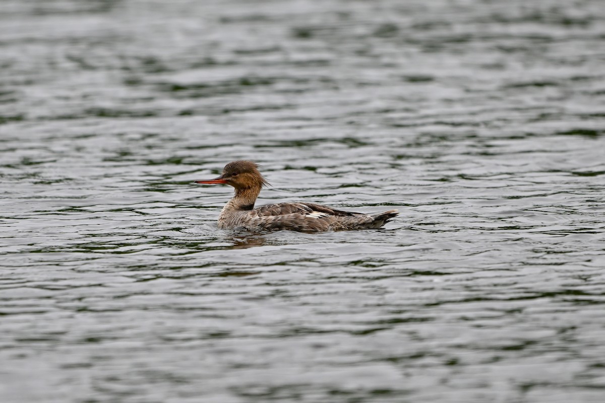 Red-breasted Merganser - ML635573932