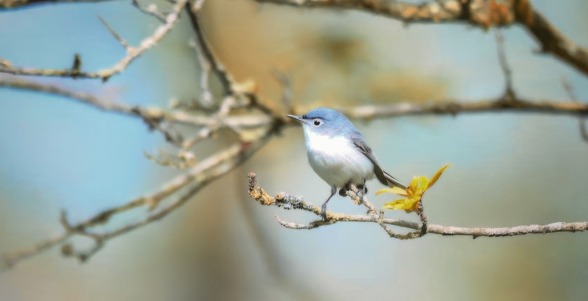 Blue-gray Gnatcatcher - ML635573943