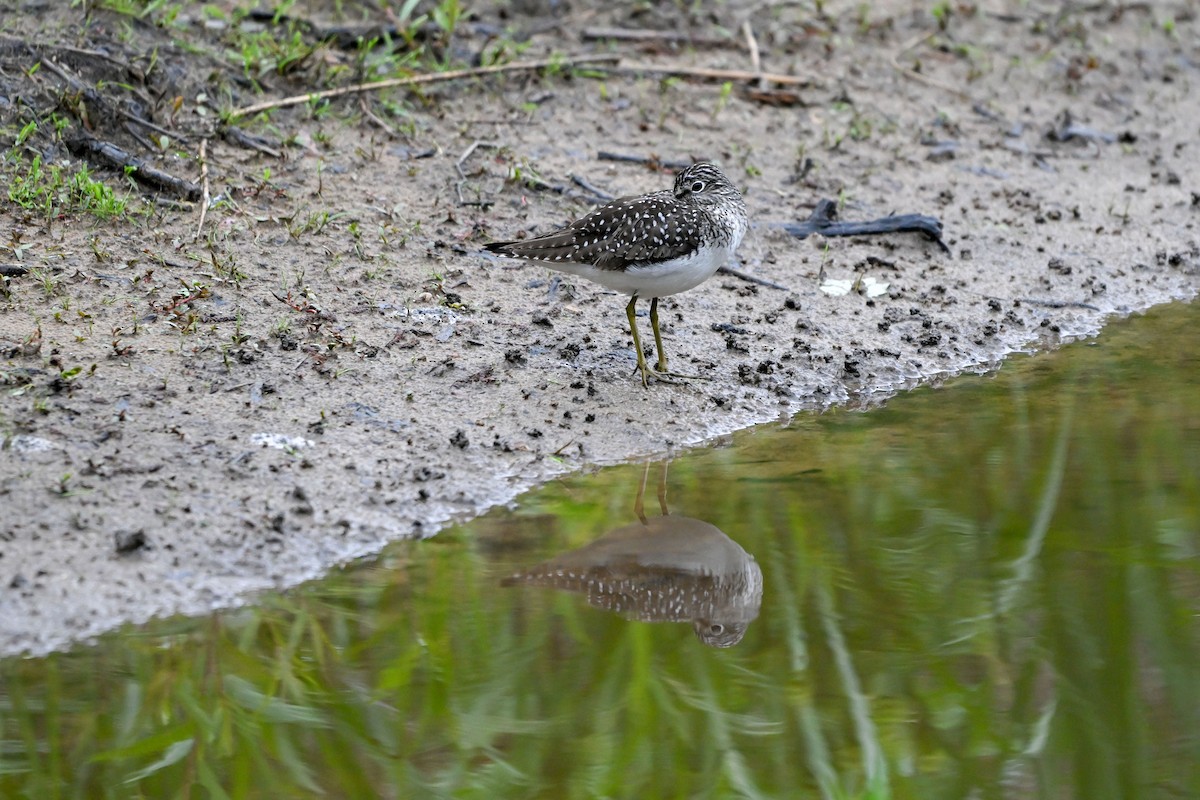 Solitary Sandpiper - ML635573956