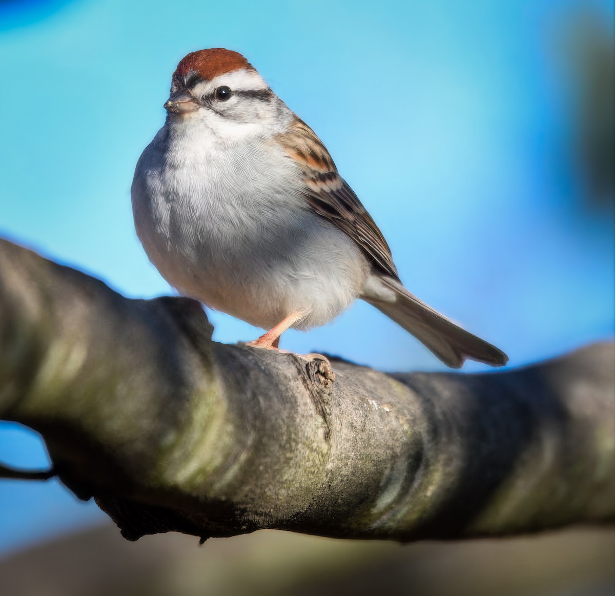 Chipping Sparrow - ML635573974