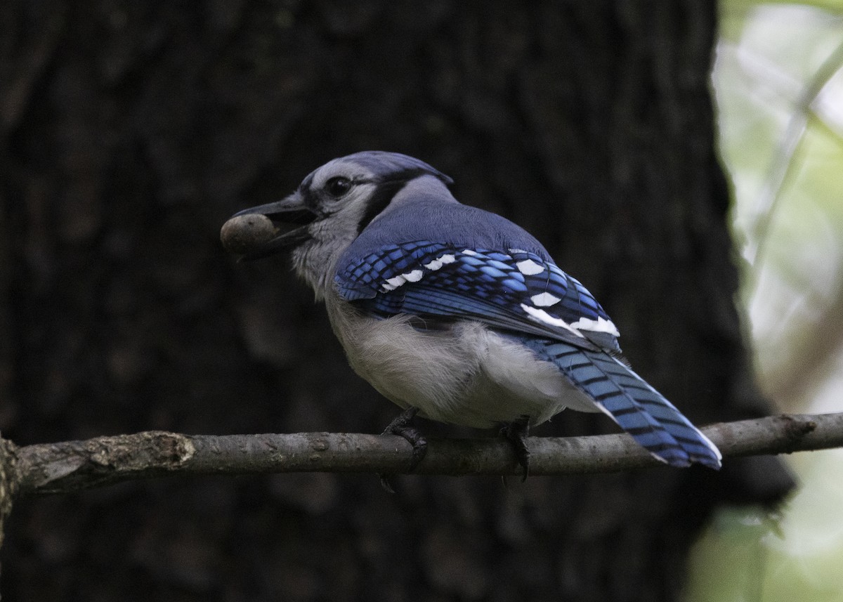 Blue Jay - ML635573977