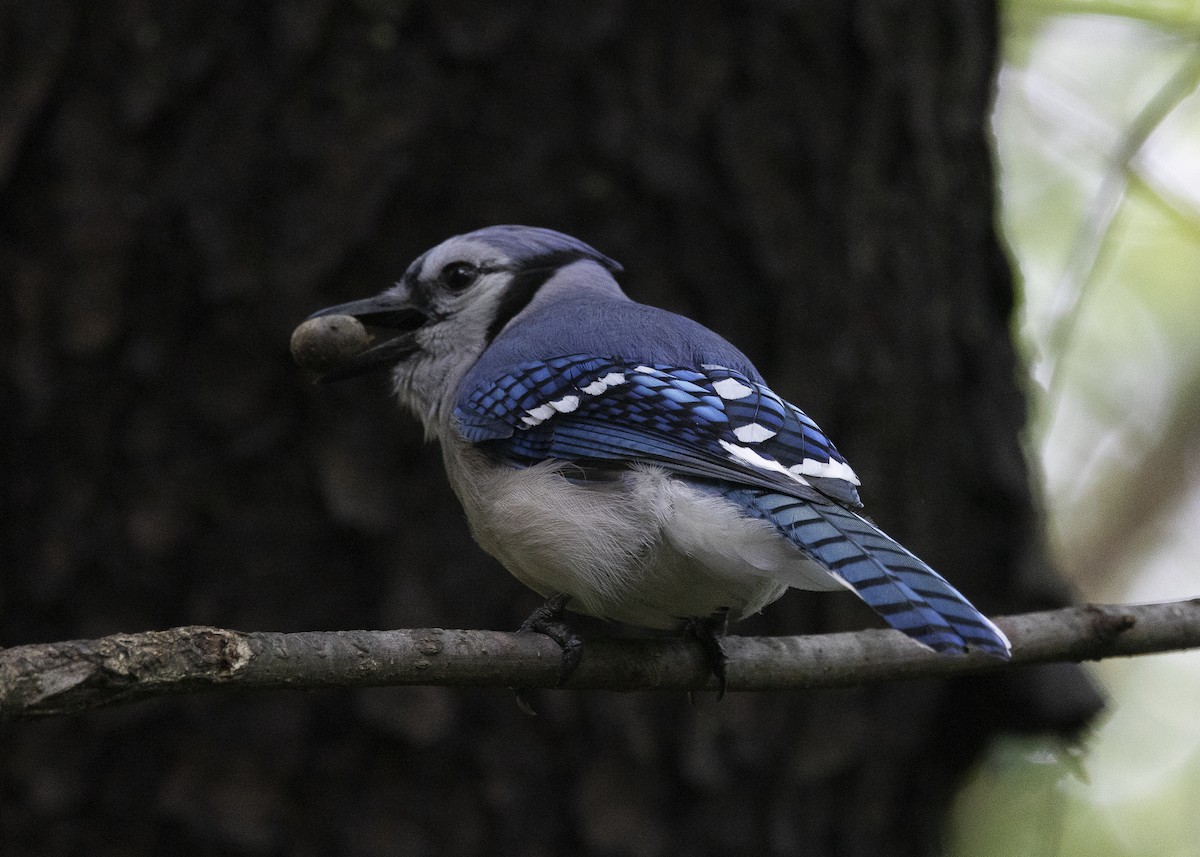 Blue Jay - ML635573978