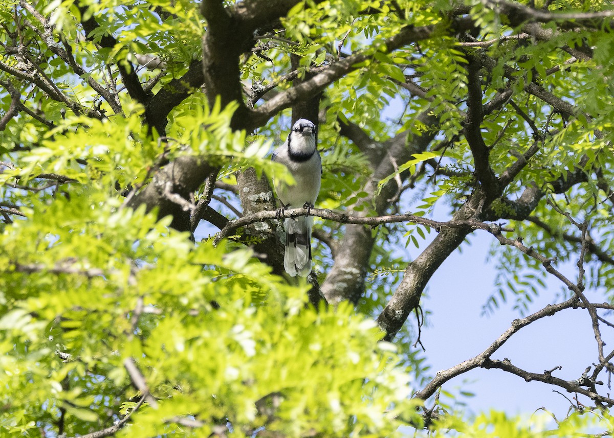 Blue Jay - ML635573980
