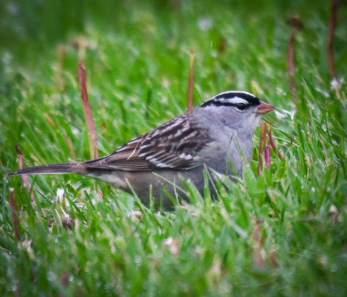 White-crowned Sparrow - ML635573996