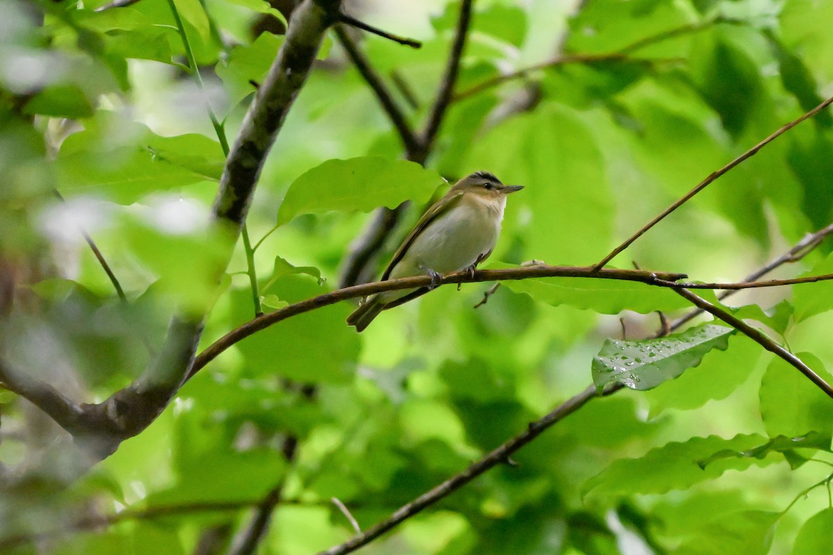 Red-eyed Vireo - ML635574010