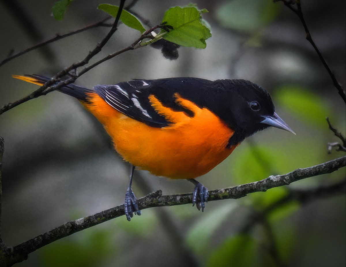 Baltimore Oriole - ML635574018