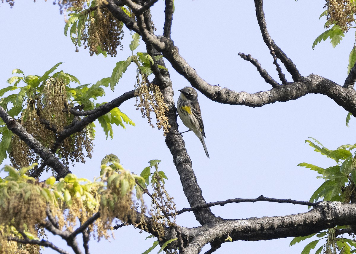 Yellow-rumped Warbler (Myrtle) - ML635574021