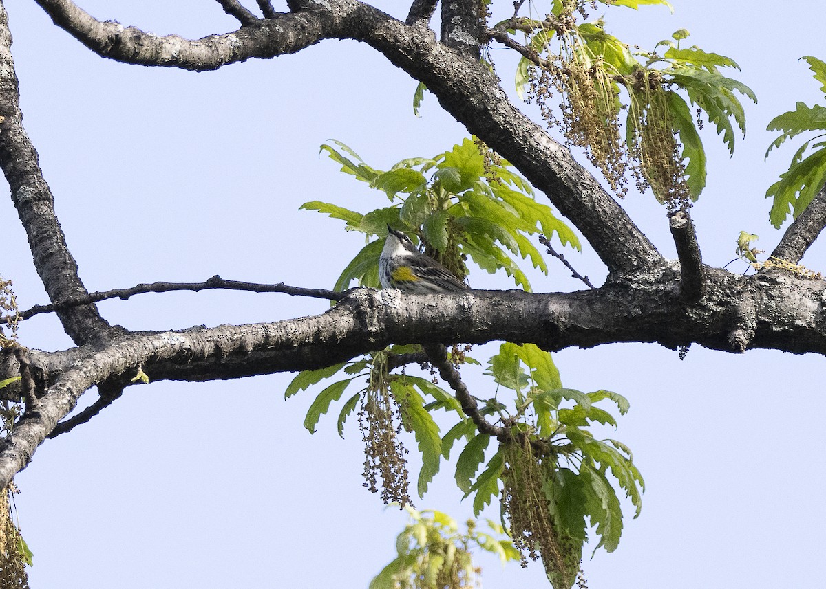 Yellow-rumped Warbler (Myrtle) - ML635574022