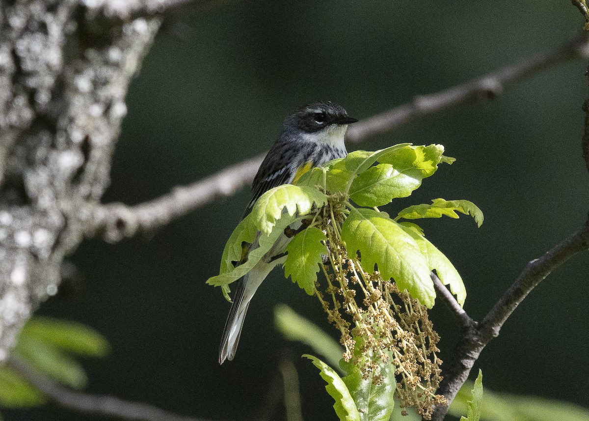 Yellow-rumped Warbler (Myrtle) - ML635574023