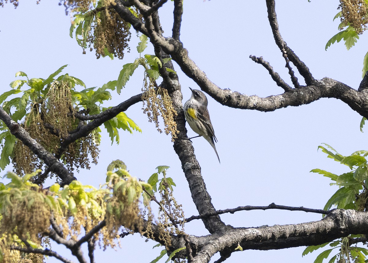 Yellow-rumped Warbler (Myrtle) - ML635574024
