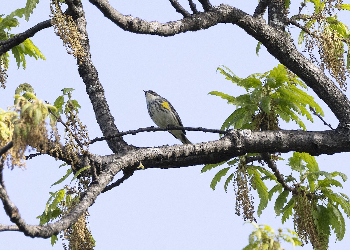 Yellow-rumped Warbler (Myrtle) - ML635574025