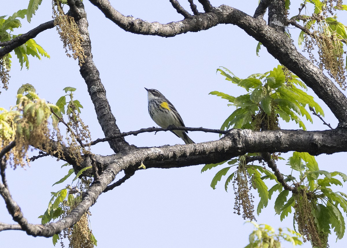 Yellow-rumped Warbler (Myrtle) - ML635574026