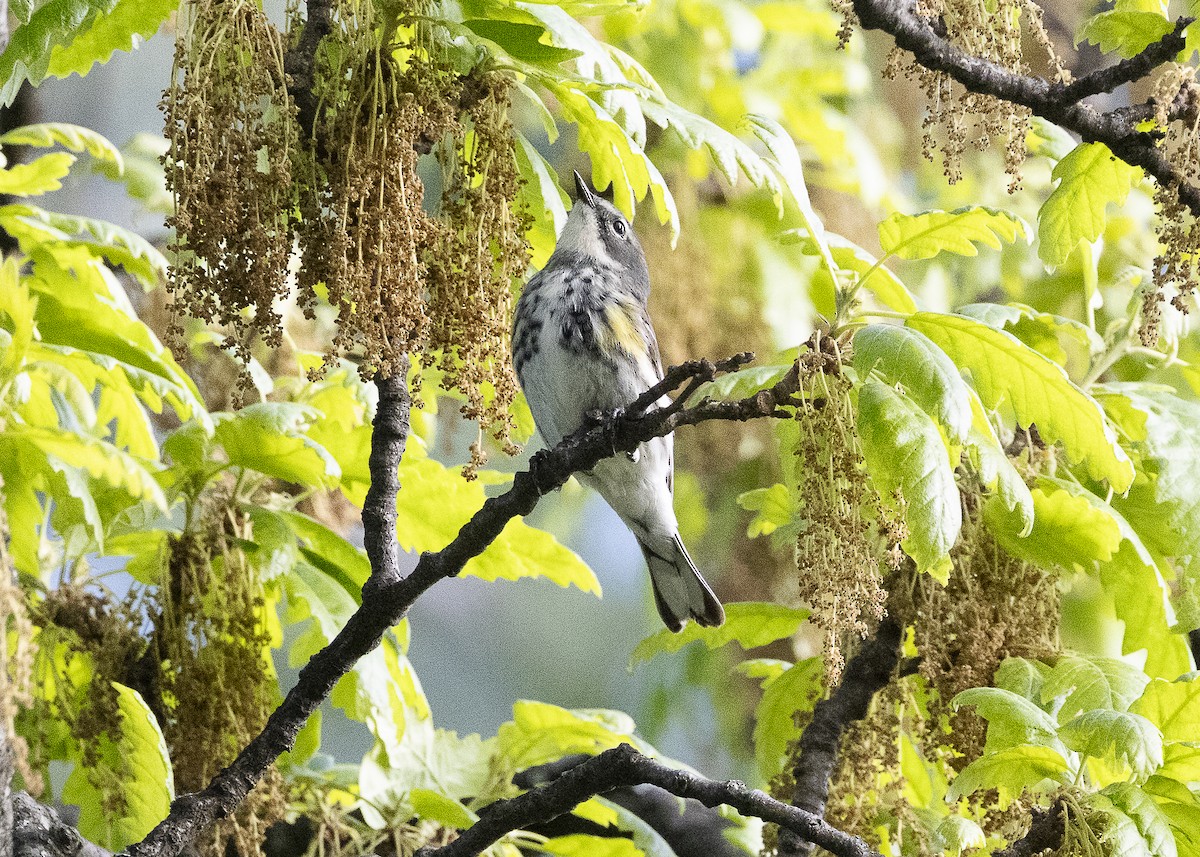 Yellow-rumped Warbler (Myrtle) - ML635574027