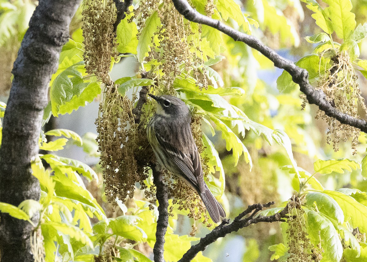 Yellow-rumped Warbler (Myrtle) - ML635574028
