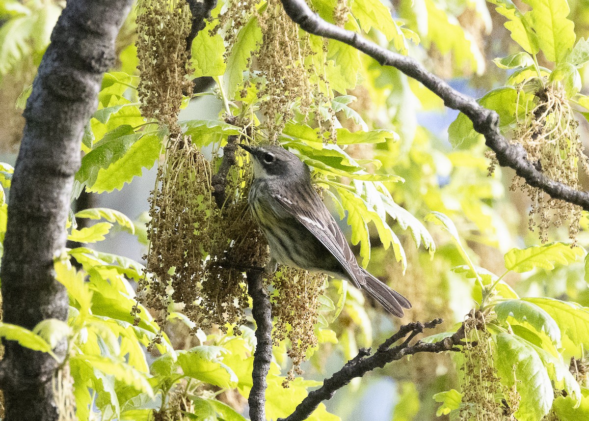 Yellow-rumped Warbler (Myrtle) - ML635574029