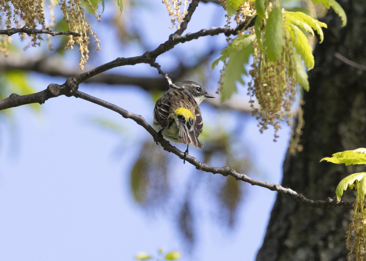 Yellow-rumped Warbler (Myrtle) - ML635574031