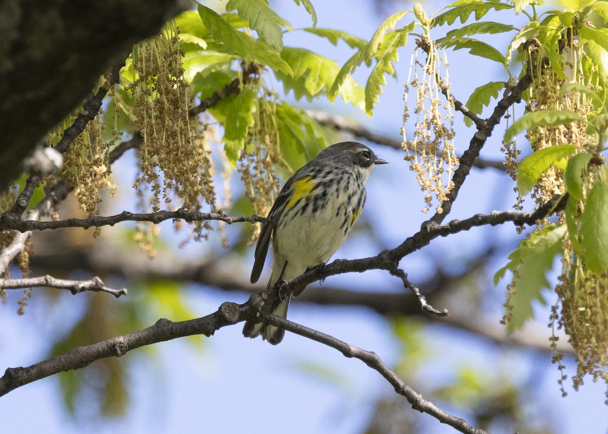 Yellow-rumped Warbler (Myrtle) - ML635574033