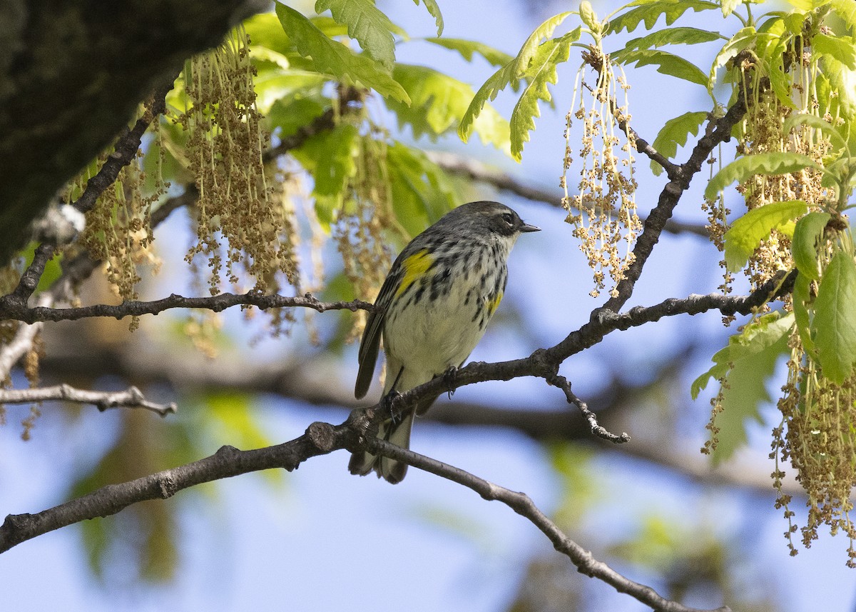 Yellow-rumped Warbler (Myrtle) - ML635574034