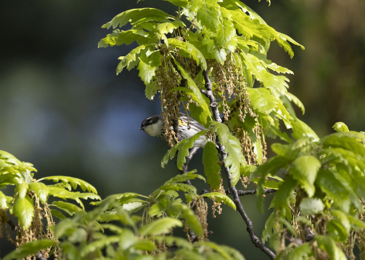 Yellow-rumped Warbler (Myrtle) - ML635574036