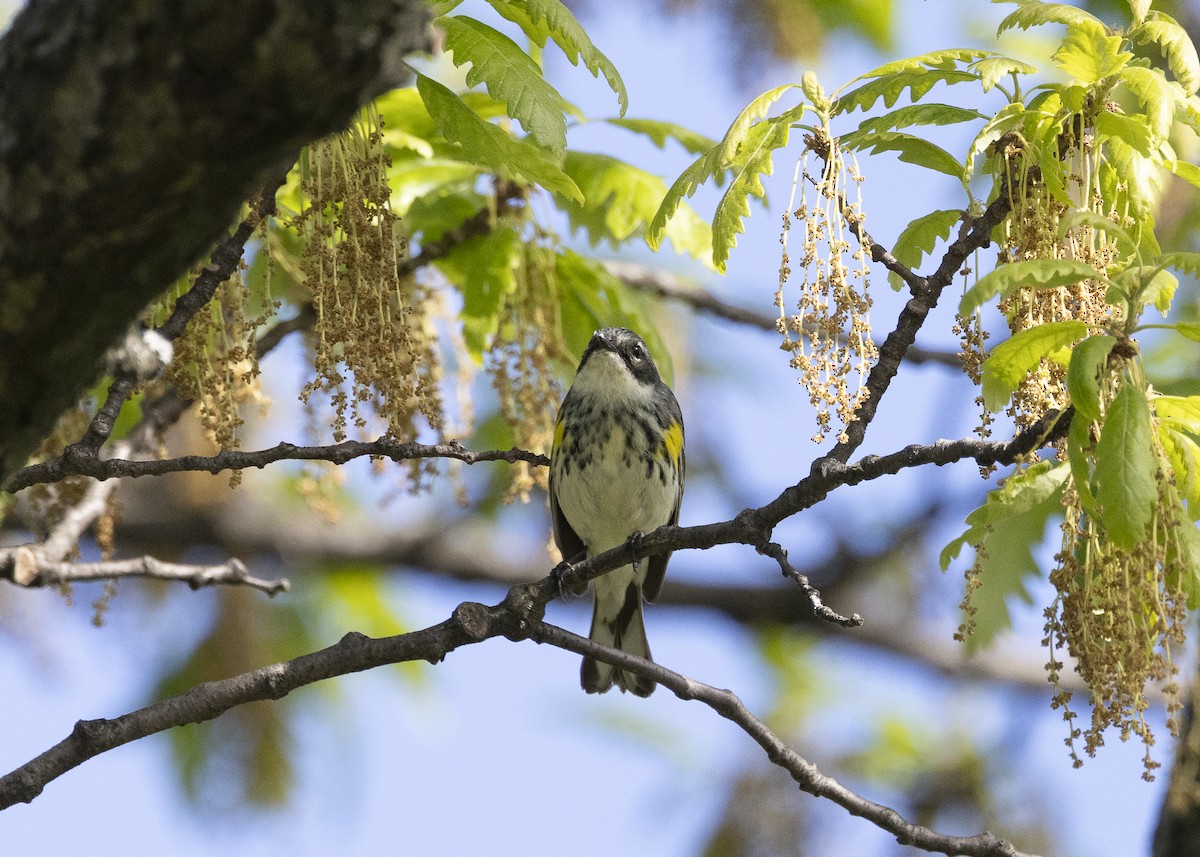 Yellow-rumped Warbler (Myrtle) - ML635574037