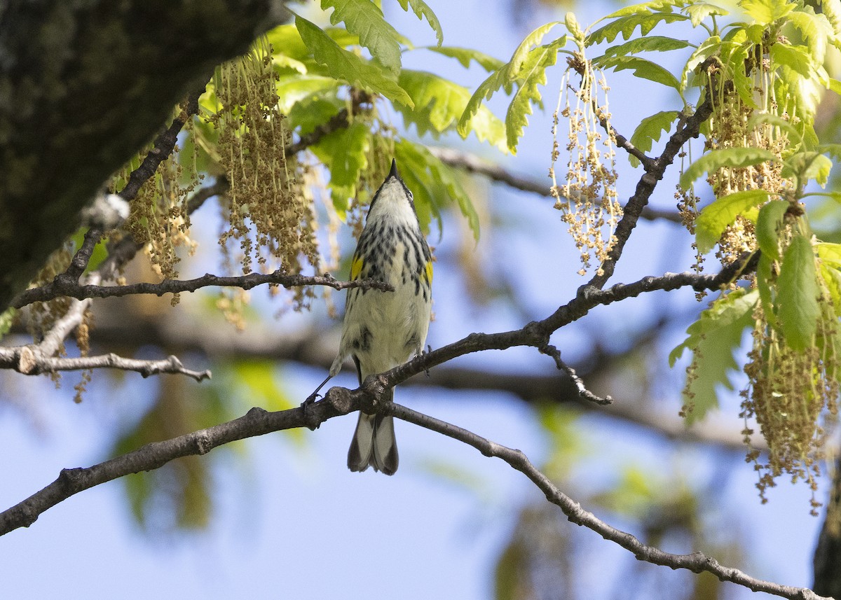 Yellow-rumped Warbler (Myrtle) - ML635574038