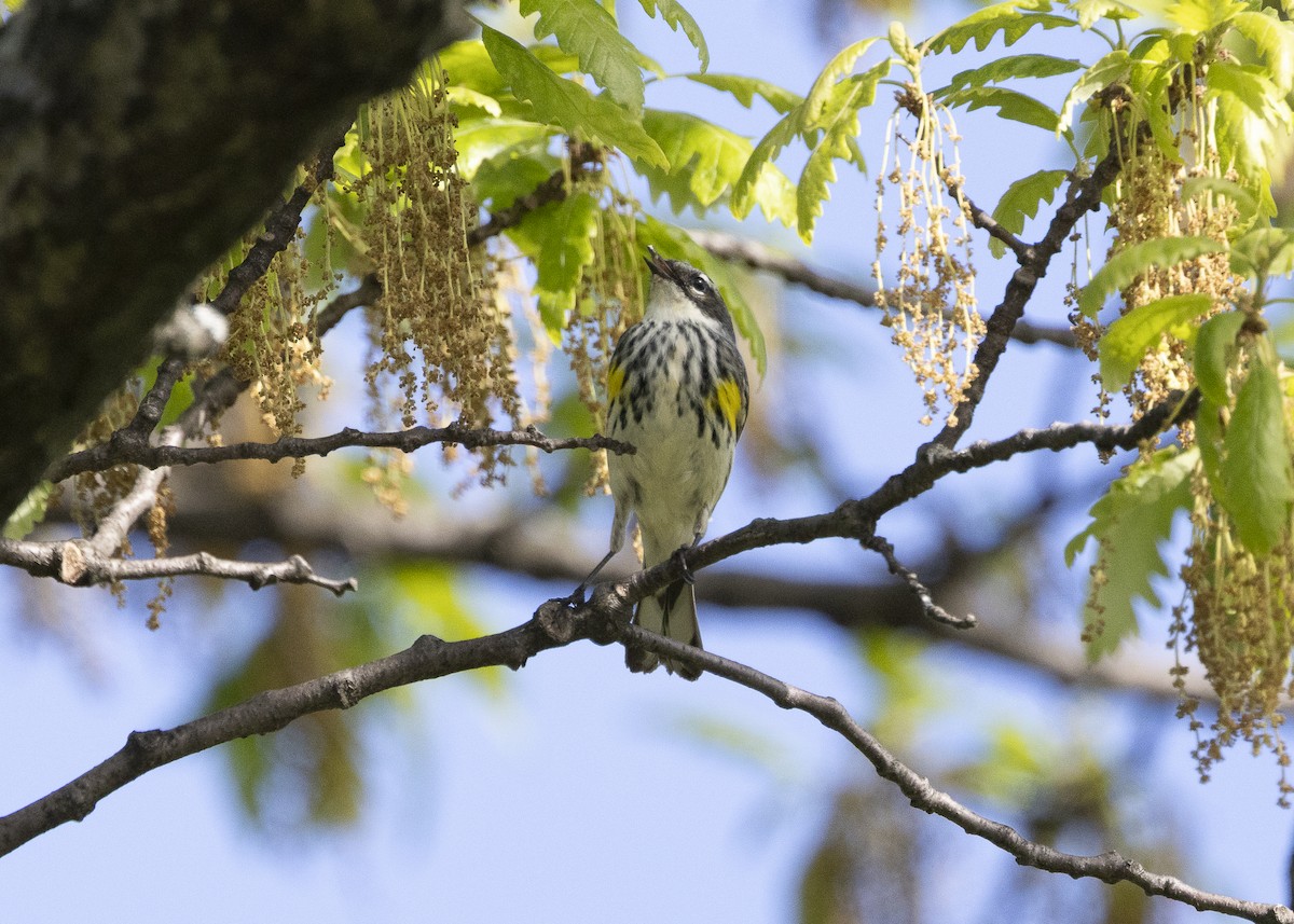Yellow-rumped Warbler (Myrtle) - ML635574039