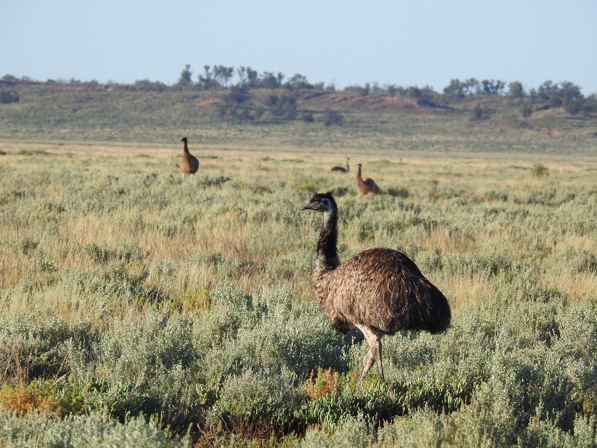 Émeu d'Australie - ML635574043