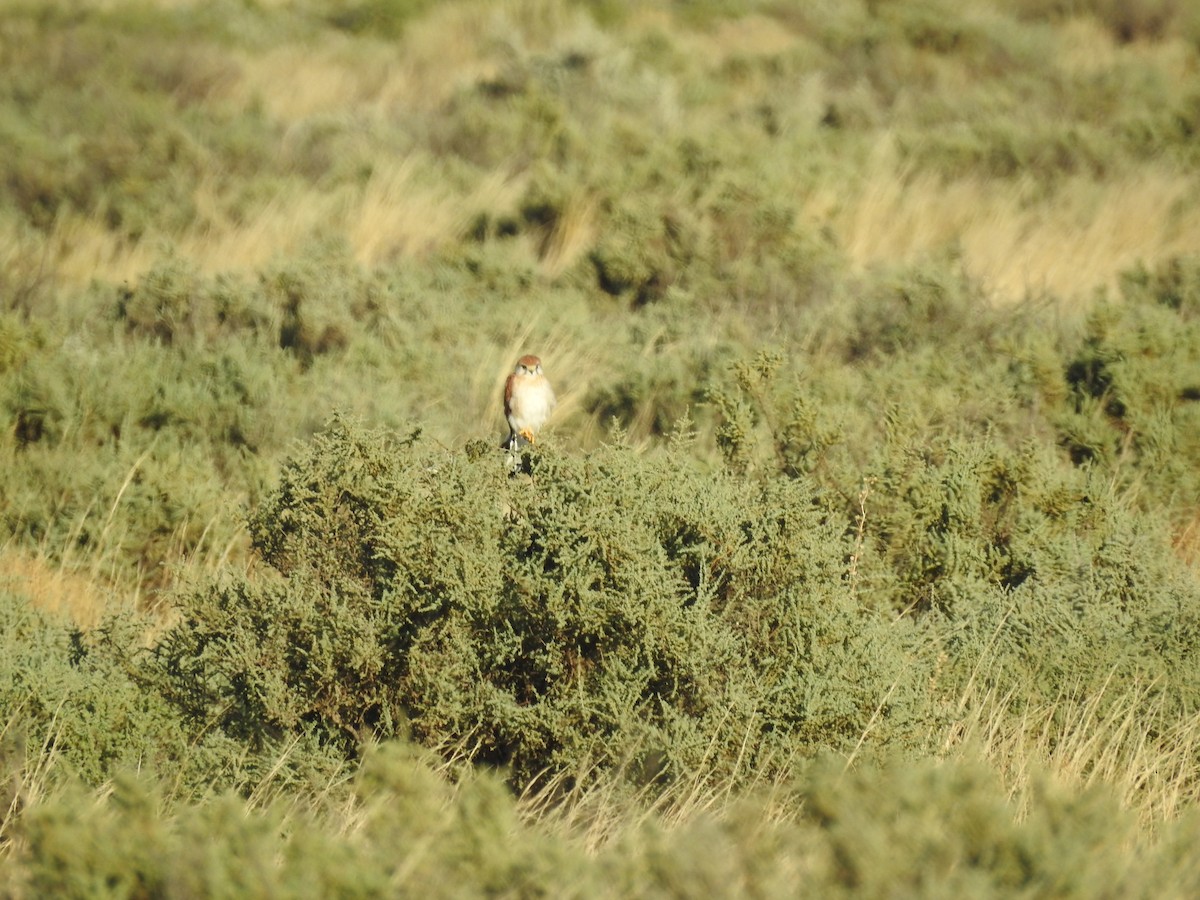 Crécerelle d'Australie - ML635574057