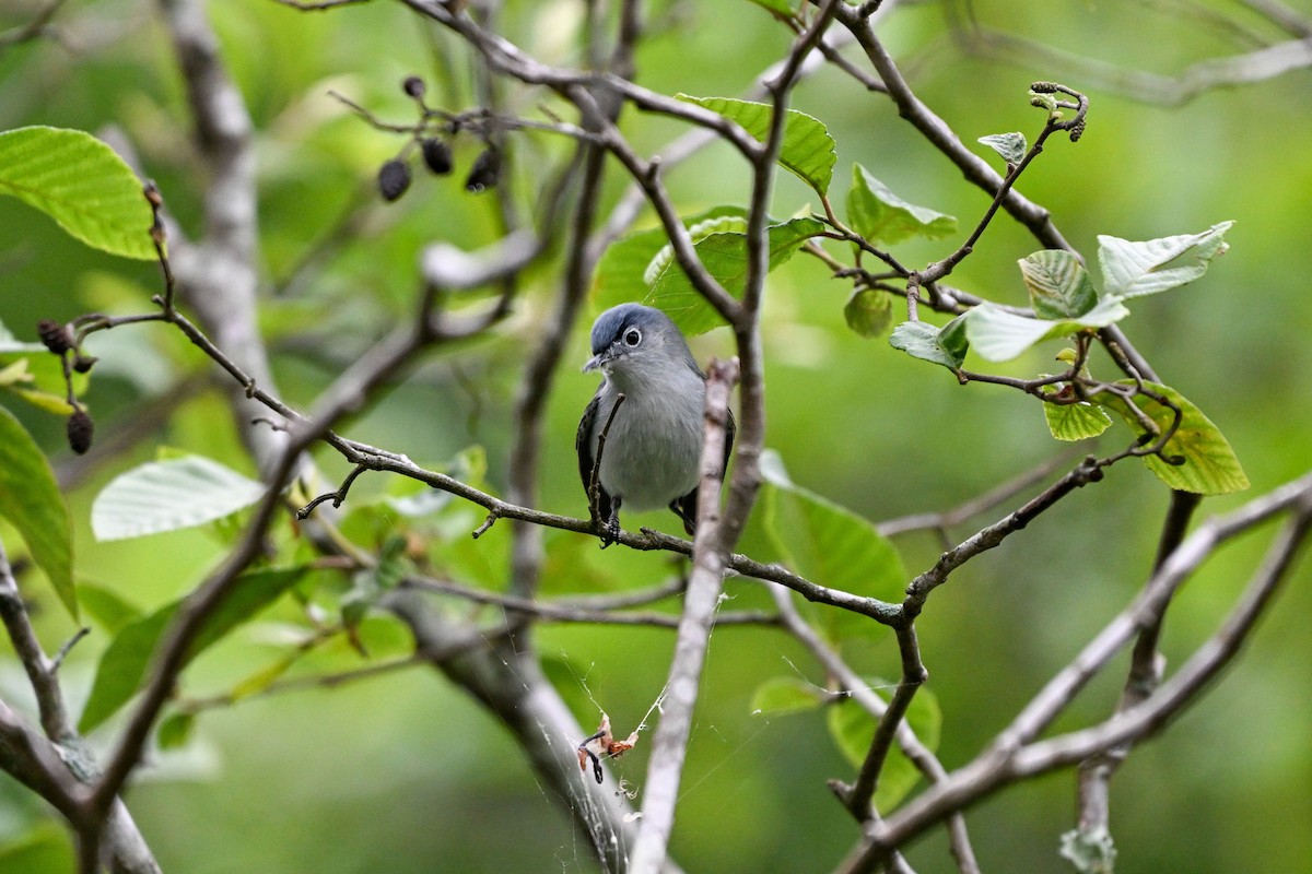 Blue-gray Gnatcatcher - ML635574069