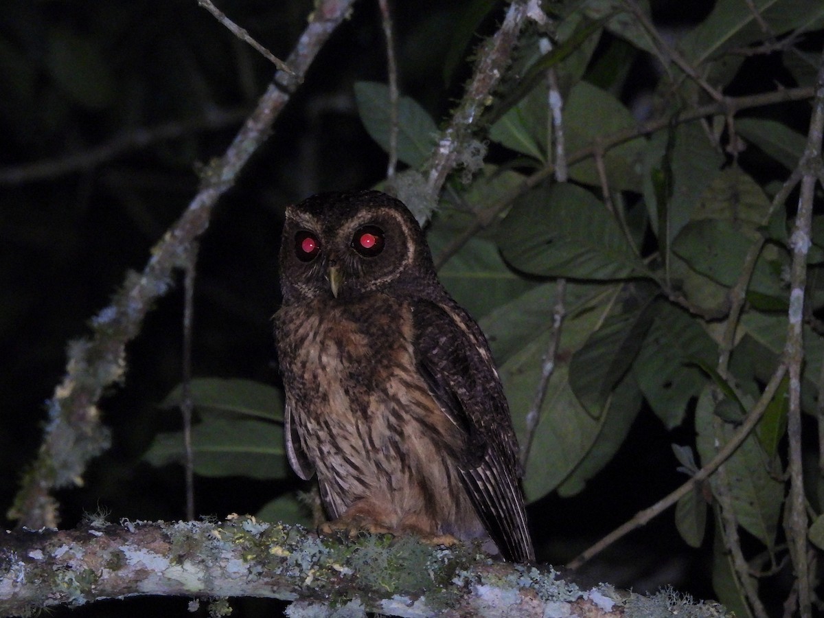 Сова-лісовик бура - ML635574091