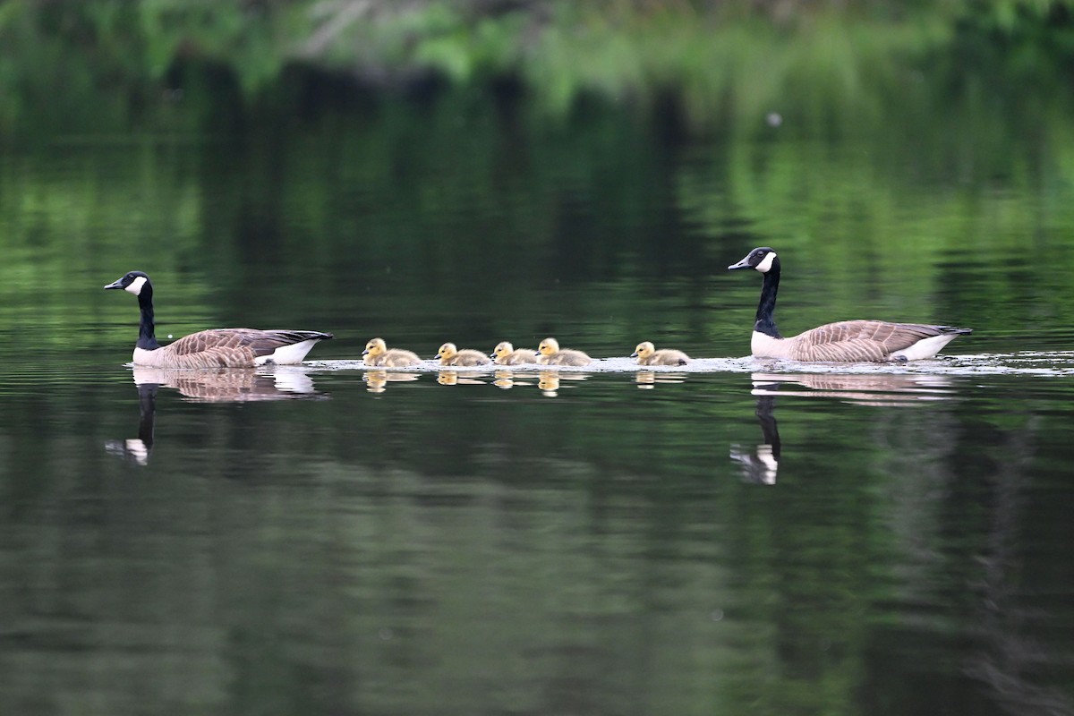 Canada Goose - ML635574122