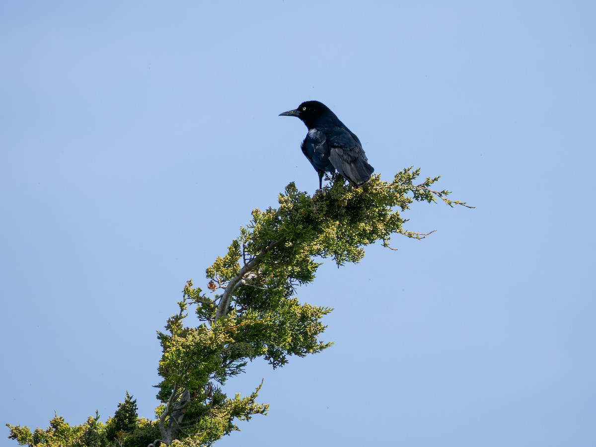 Boat-tailed Grackle - ML635574138