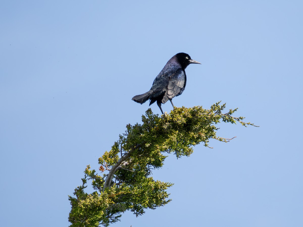 Boat-tailed Grackle - ML635574146