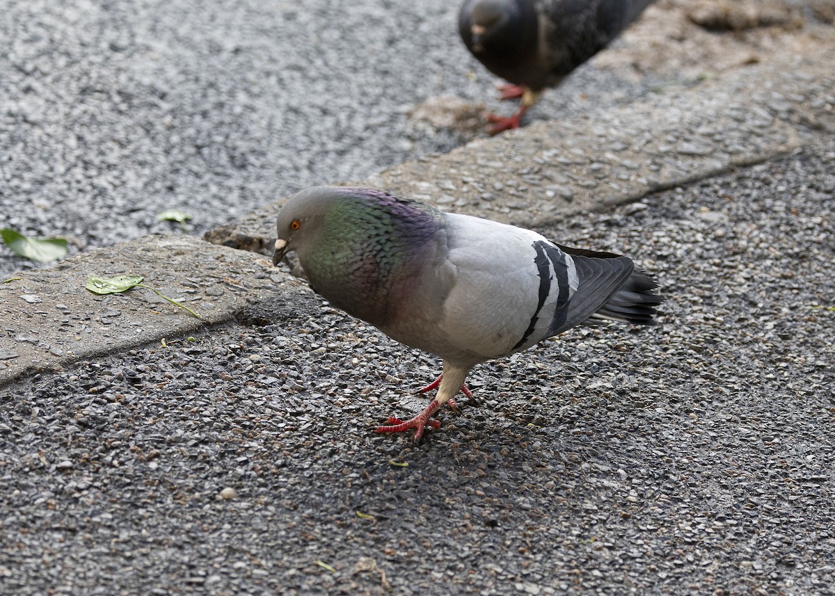Rock Pigeon (Feral Pigeon) - ML635574147