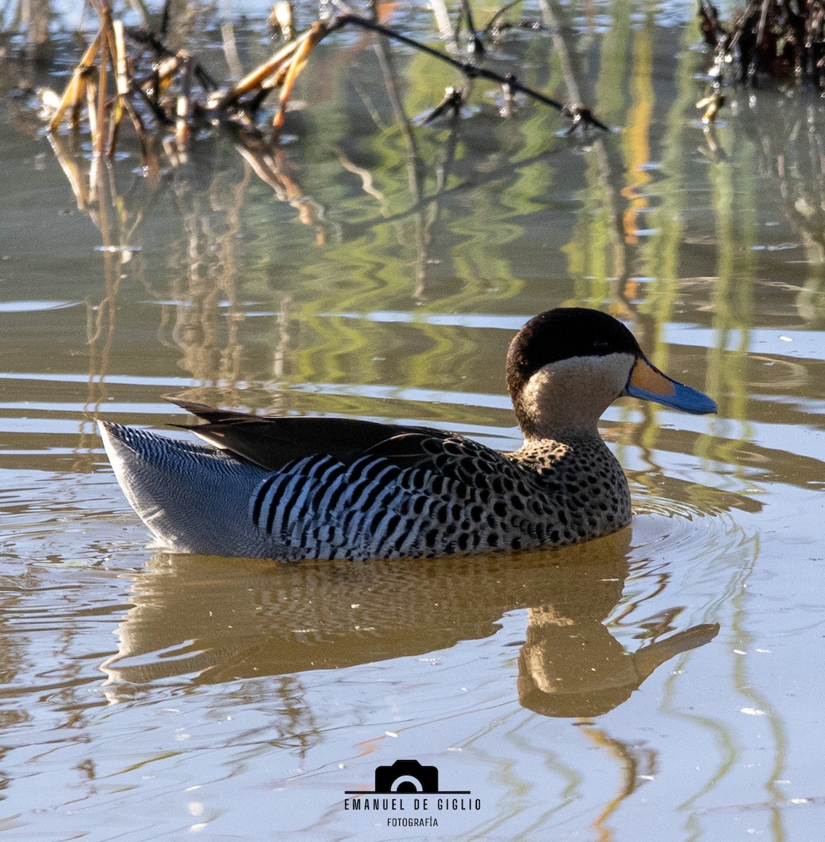 Silver Teal - ML635574171